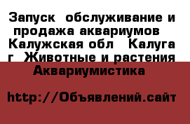 Запуск, обслуживание и продажа аквариумов - Калужская обл., Калуга г. Животные и растения » Аквариумистика   